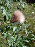 Cirsium setosum. Часть побега со зрелым соплодием. Челябинская обл., окр. г. Челябинск, Золотая горка, разнотравная поляна в берёзовом лесу. 30.06.2014.