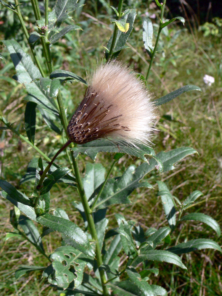 Image of Cirsium setosum specimen.