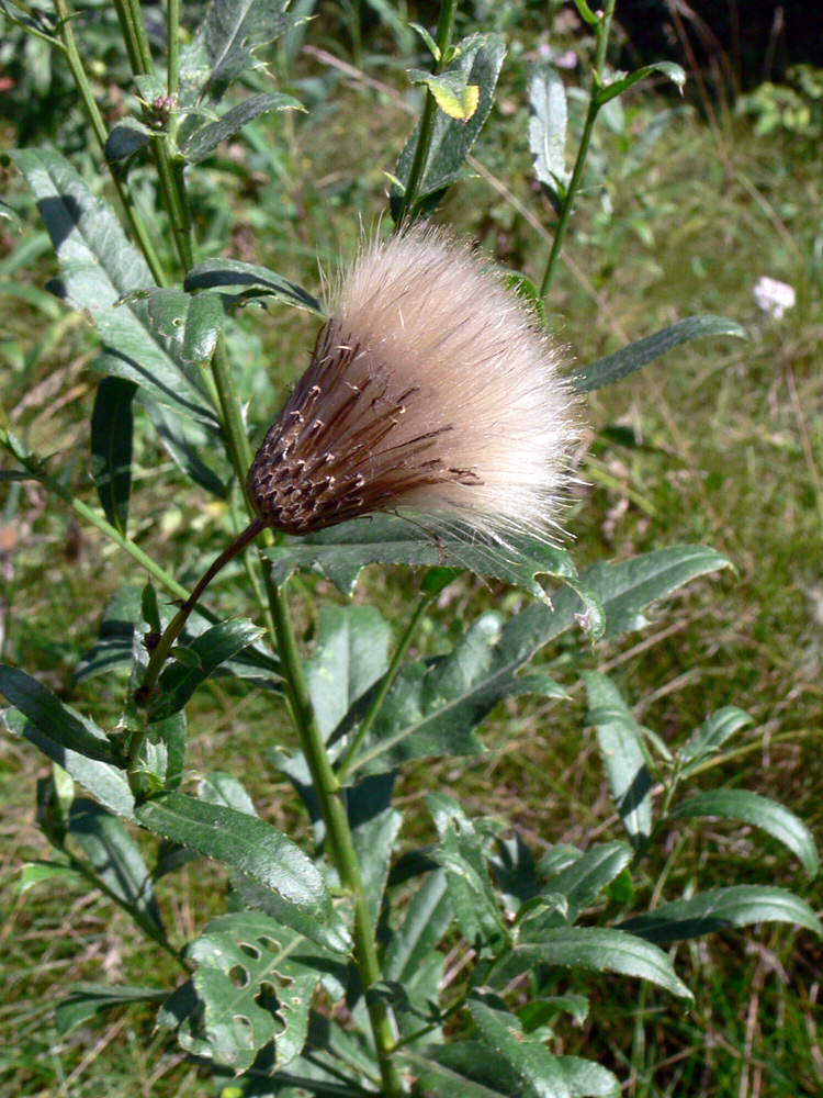 Изображение особи Cirsium setosum.