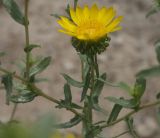 Grindelia squarrosa. Побег с корзинкой. Крым, Красноперекопский р-н. 19.07.2009.