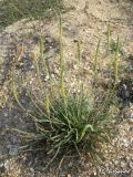 Plantago salsa