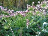 Heracleum sosnowskyi. Соцветие. Морфа с розовыми цветками. Москва, лесопарк на лев. берегу Яузы восточнее ГБС. 3 октября 2008 г.