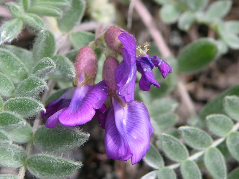 Image of Oxytropis kamtschatica specimen.