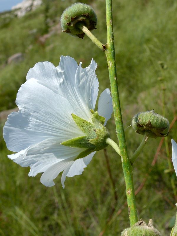 Изображение особи Alcea nudiflora.