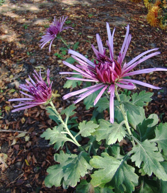 Image of genus Chrysanthemum specimen.