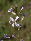 Image of taxon representative. Author is Евгений Давкаев