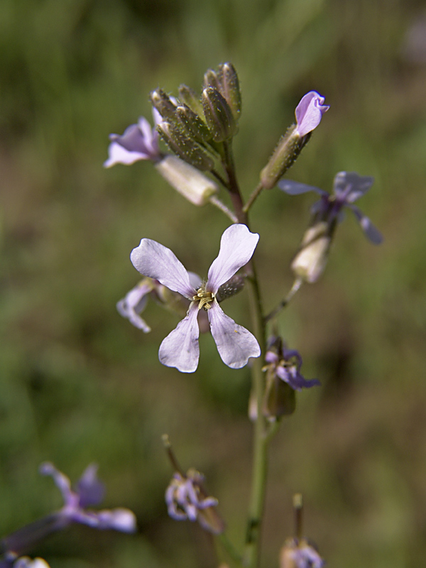 Image of genus Parrya specimen.