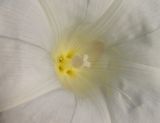 Calystegia sepium