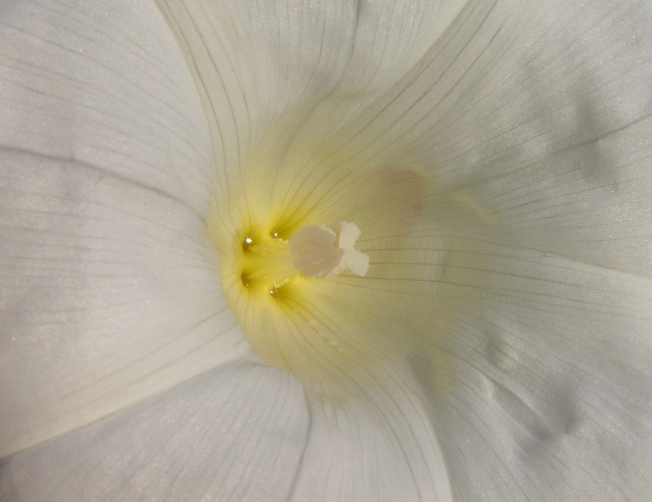 Изображение особи Calystegia sepium.