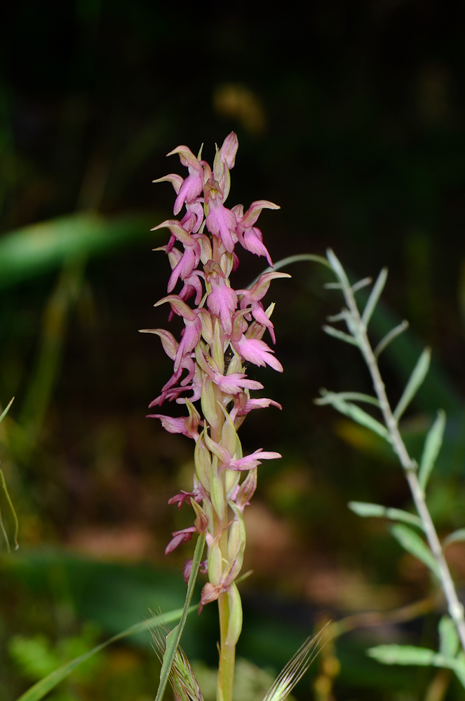 Изображение особи Anacamptis sancta.