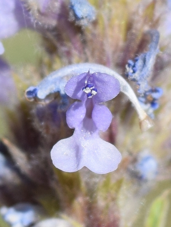 Изображение особи Nepeta alatavica.