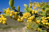 Berberis sphaerocarpa. Часть ветви с соцветиями. Казахстан, Джунгарский Алатау, долина реки Коксу ниже пос. Рудничный на 45-50 км. Начало мая 2012 г.