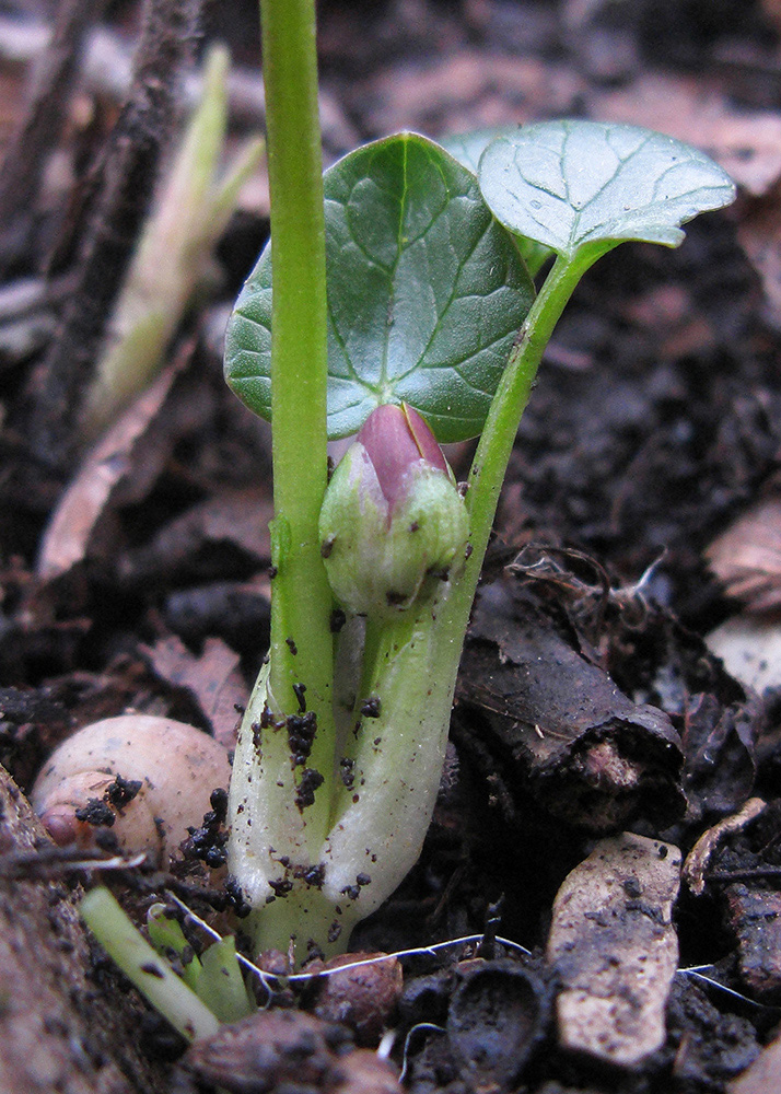 Изображение особи Ficaria calthifolia.