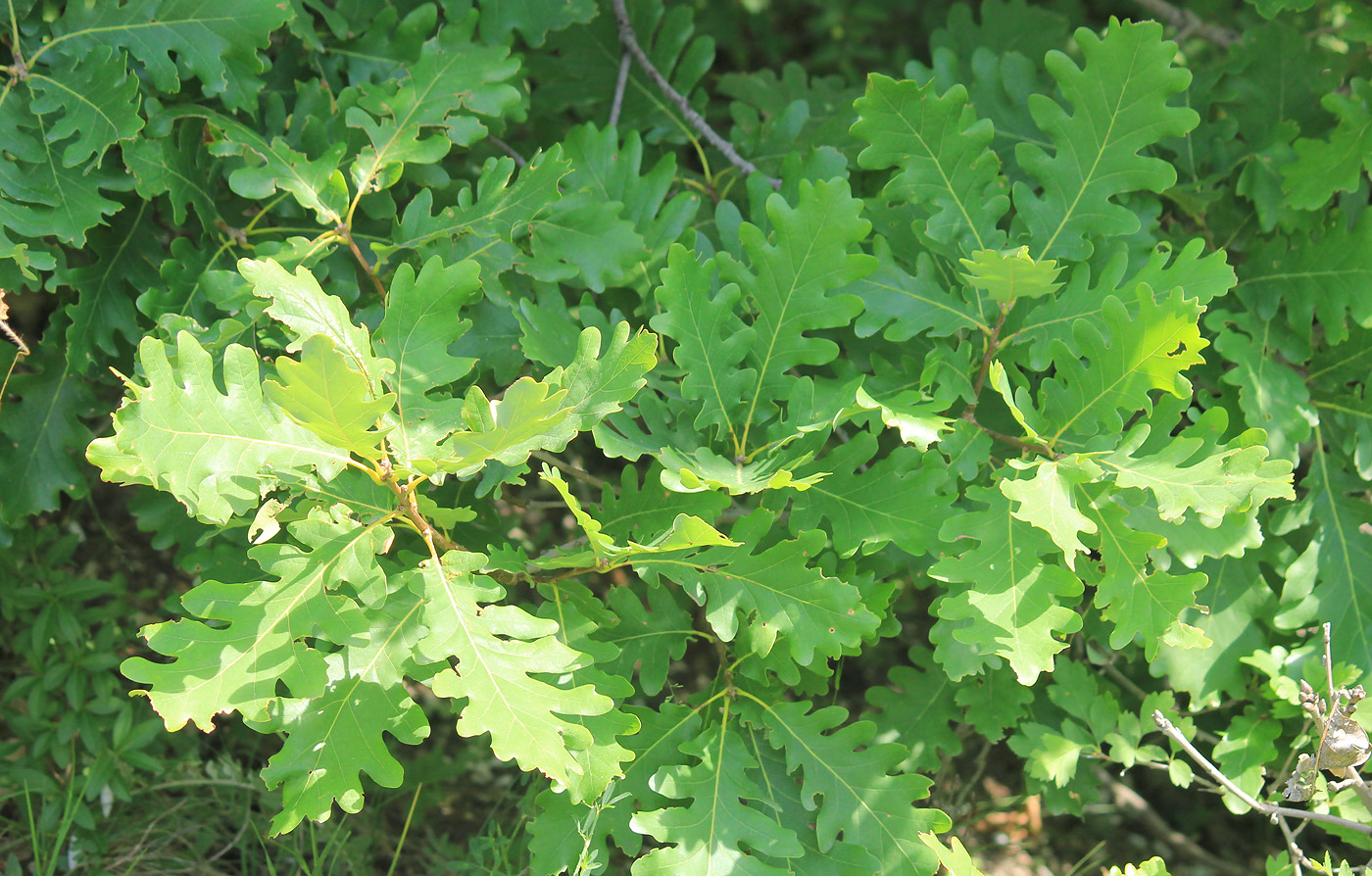 Изображение особи Quercus petraea.