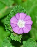 Convolvulus coelesyriacus