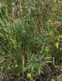 Centaurea adpressa