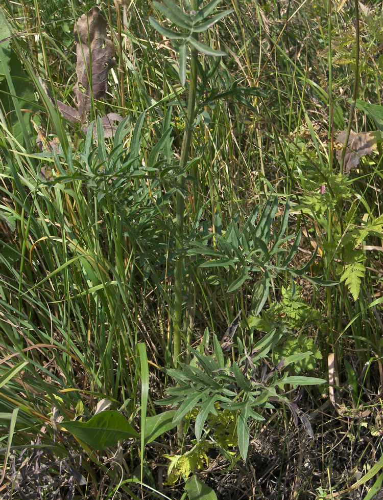 Изображение особи Centaurea adpressa.