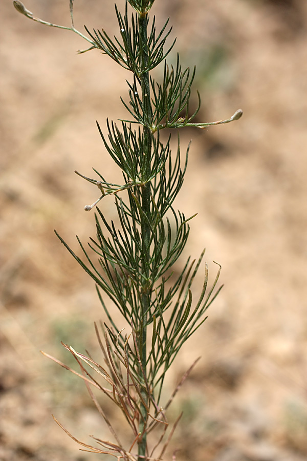 Image of Delphinium barbatum specimen.