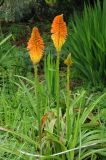 Kniphofia uvaria. Цветущие растения. США, Калифорния, Сан-Франциско, ботанический сад. 14.02.2014.