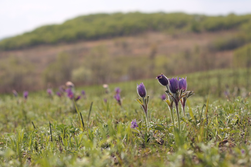 Изображение особи Pulsatilla chinensis.