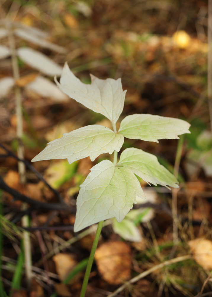 Image of Valeriana sambucifolia specimen.