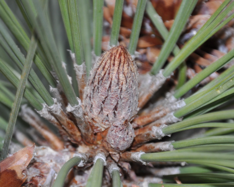 Изображение особи Pinus coulteri.