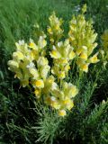 Linaria vulgaris