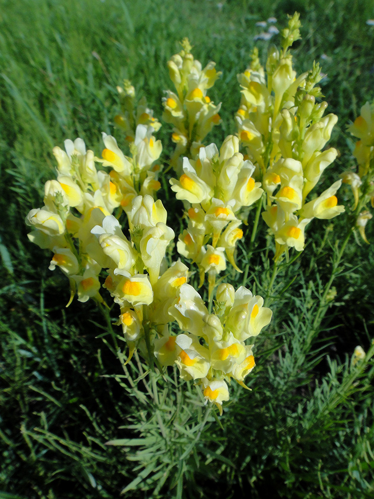 Изображение особи Linaria vulgaris.