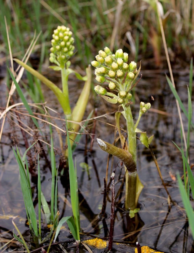 Изображение особи Petasites spurius.