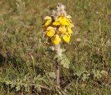 Phlomoides speciosa. Цветущее растение. Кыргызстан, Нарынская обл., левый берег долины р. Нарын, окр. с. Таш-Башат. 05.06.2015.