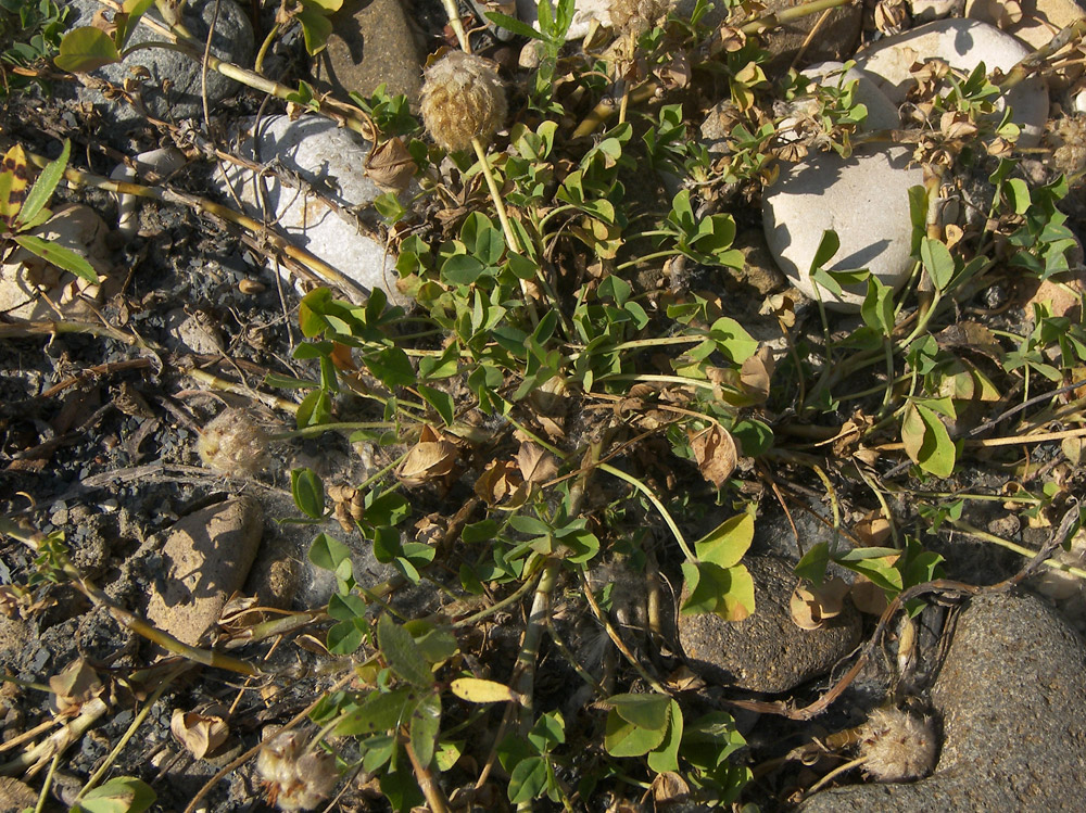 Изображение особи Trifolium fragiferum.