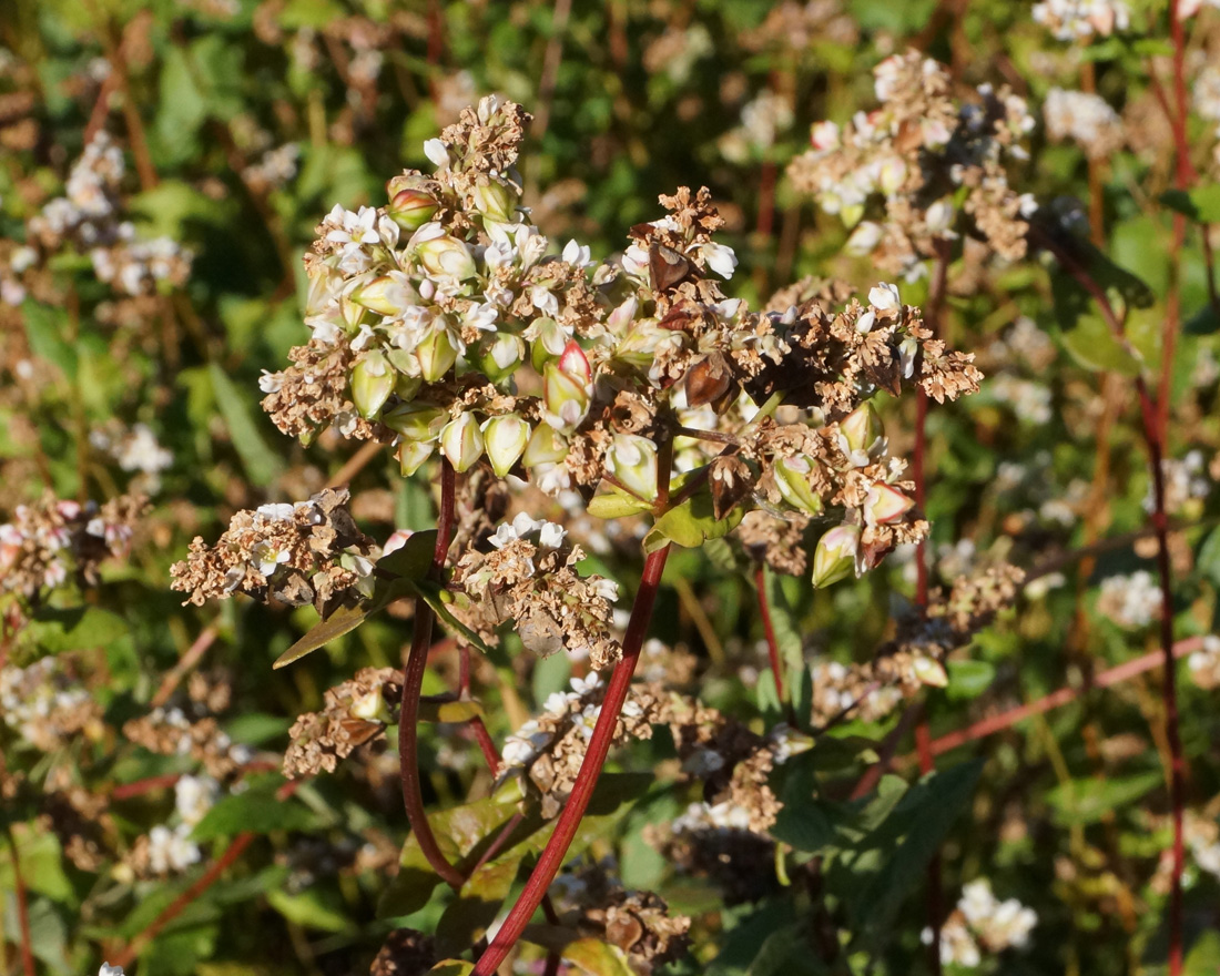 Изображение особи Fagopyrum esculentum.