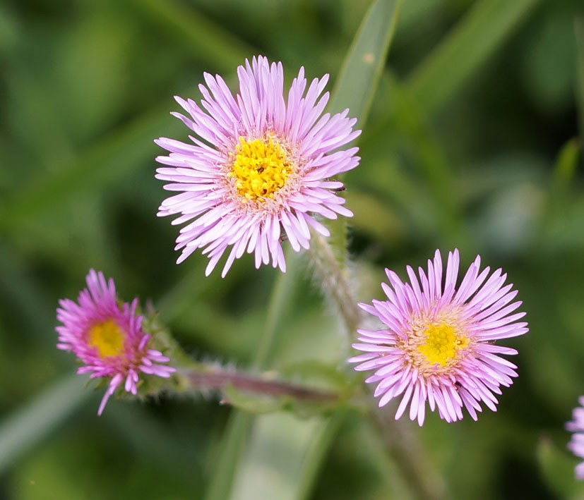 Изображение особи Erigeron pseudoseravschanicus.