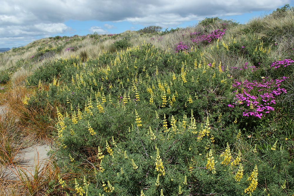 Image of Lupinus arboreus specimen.