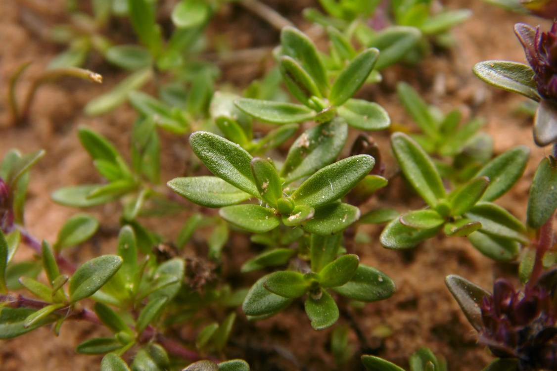 Изображение особи Thymus subarcticus.