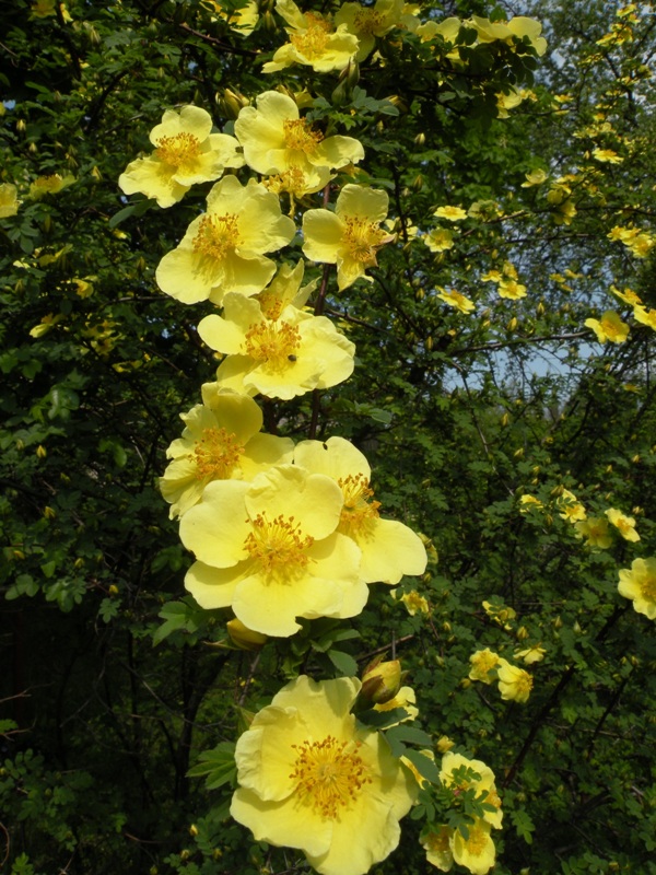 Image of genus Rosa specimen.