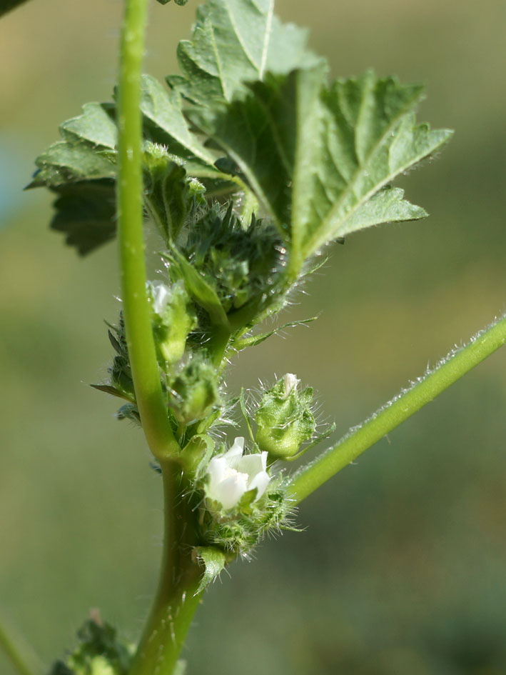 Image of Malva pusilla specimen.