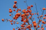 Sorbus sibirica