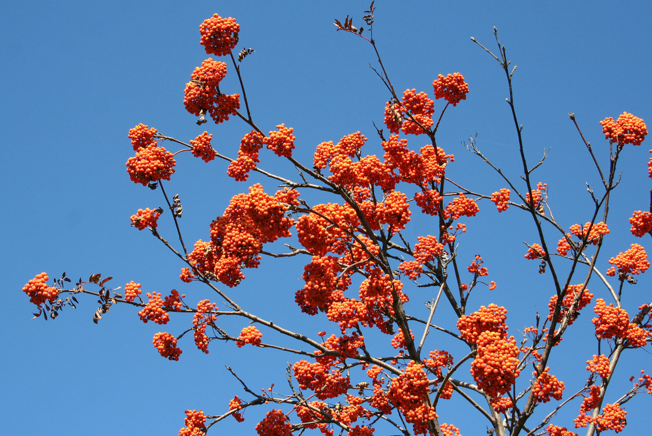 Изображение особи Sorbus sibirica.