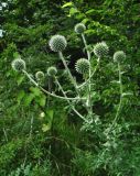 Echinops galaticus. Верхушка зацветающего растения. Краснодарский край, Сочи, окр. Мацесты, верх Орлиных скал. 05.07.2015.
