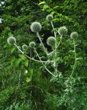 Echinops galaticus