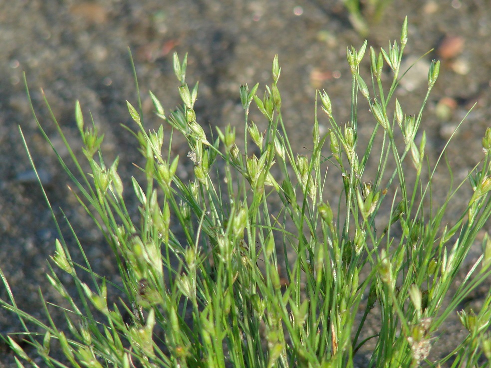 Image of Juncus nastanthus specimen.