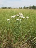 Achillea cartilaginea