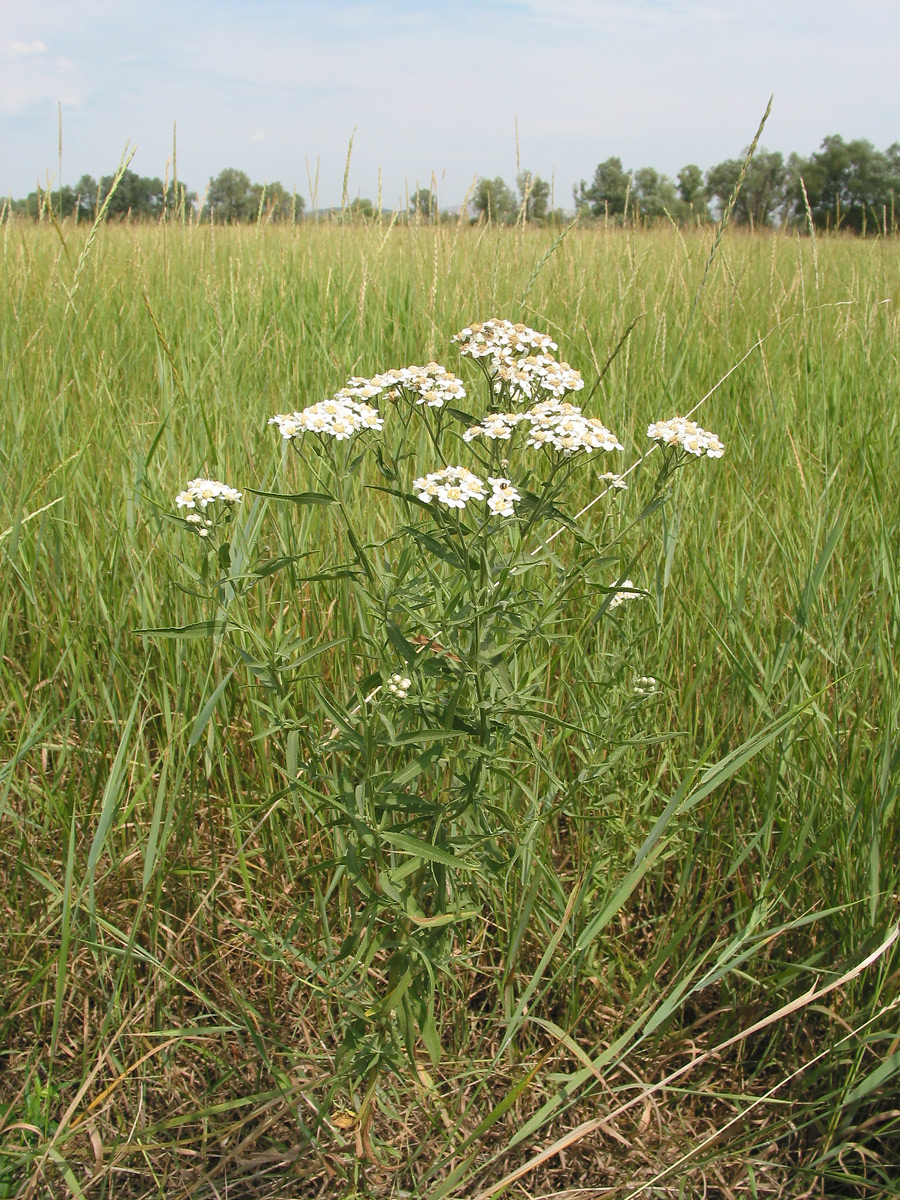 Image of Achillea cartilaginea specimen.