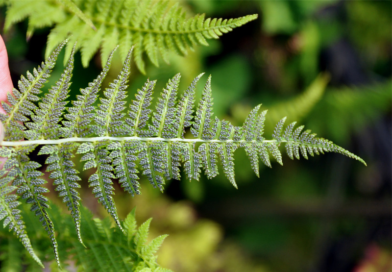 Изображение особи Athyrium yokoscense.