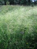 Stipa capillata