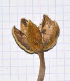 Image of taxon representative. Author is Татьяна Мальчинская