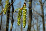 Carpinus betulus