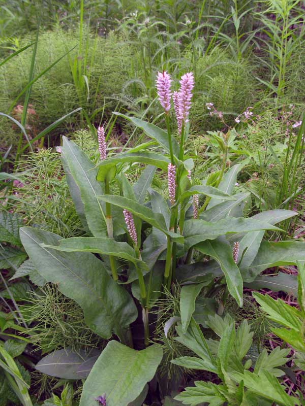 Image of Bistorta officinalis specimen.
