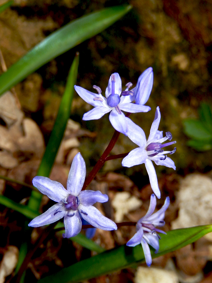 Изображение особи Scilla bifolia.